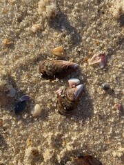 shells of hermit crab on the beach
