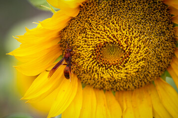 sunflower and bee