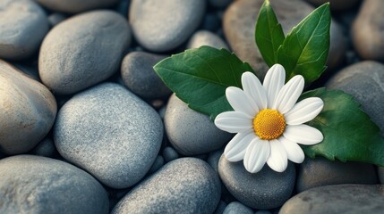 White Daisy on Grey Stones