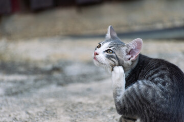 cat scratching with a paw, playful 