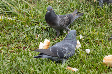 Pigeons feed on bread in the grass