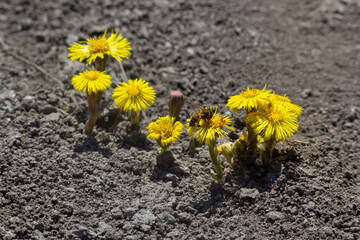 Tussilago farfara, commonly known as coltsfoot is a plant in the groundsel tribe in the daisy family Asteraceae. Flowers of a plant on a spring sunny day