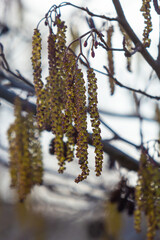 Small branch of black alder Alnus glutinosa with male catkins and female red flowers. Blooming alder in spring beautiful natural background with clear earrings and blurred background