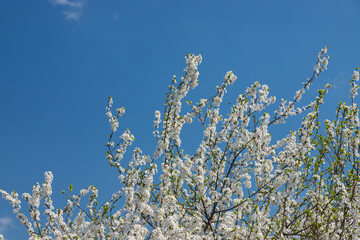 Selective focus of beautiful branches of plum blossoms on the tree under blue sky, Beautiful Sakura flowers during spring season in the park, Floral pattern texture, Nature background