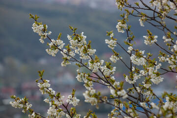 Selective focus of beautiful branches of cherry blossoms on the tree under blue sky, Beautiful Sakura flowers during spring season in the park, Floral pattern texture, Nature background
