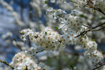 Selective focus of beautiful branches of plum blossoms on the tree under blue sky, Beautiful Sakura flowers during spring season in the park, Floral pattern texture, Nature background