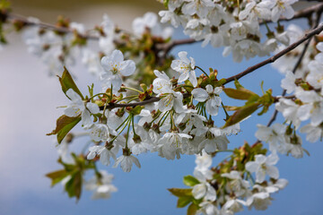 Selective focus of beautiful branches of cherry blossoms on the tree under blue sky, Beautiful Sakura flowers during spring season in the park, Floral pattern texture, Nature background