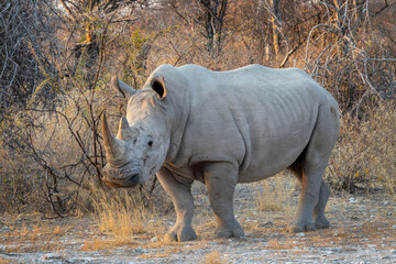Close up photo of a white rhinoceros, rhino portrait, wildlife safari and game drive in Namibia, Africa © Delphotostock