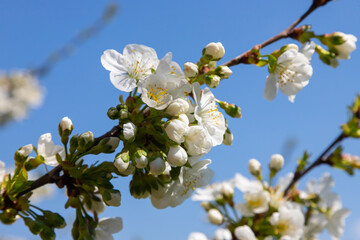 Selective focus of beautiful branches of cherry blossoms on the tree under blue sky, Beautiful Sakura flowers during spring season in the park, Floral pattern texture, Nature background