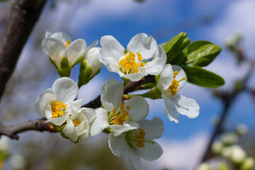Selective focus of beautiful branches of plum blossoms on the tree under blue sky, Beautiful Sakura flowers during spring season in the park, Floral pattern texture, Nature background