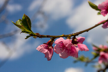 Peach tree, blurred background. Blooming tree in spring with pink flowers. The beauty of the spring...