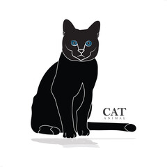 cat, white and black colour cat, animal
