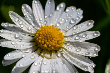 White daisies flowers growing together on a green lawn. Floral spring background © Oleh Marchak