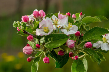 Flower buds, flowers and green young leaves on a branch of a blooming apple tree. Close-up of pink buds and blossoms of an apple tree on a blurred background in spring. Selective focus