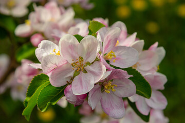 Flower buds, flowers and green young leaves on a branch of a blooming apple tree. Close-up of pink buds and blossoms of an apple tree on a blurred background in spring. Selective focus