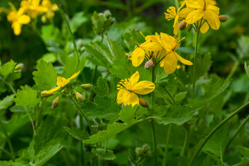 Macro photo of natural yellow flowers of celandine. Background blooming flowers plant celandine