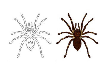 Image of spider. Spider sketch. Can be used as a book illustration. Illustrated spider coloring book