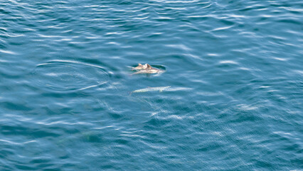 Obraz premium Dolphins swimming in channel sea close to french coastline