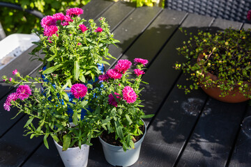 Background with beautiful autumn flowers asters