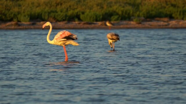 Flamingo in Albanian Lagoon - Narta, Vlora