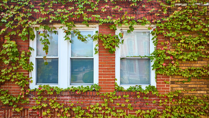 Eye Level View of Ivy-Covered Brick Facade with Windows