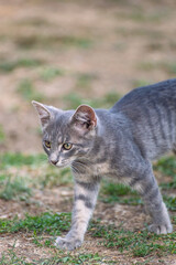 Fototapeta premium cat plying in the garden 