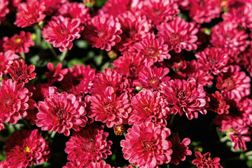 Obraz premium Background with beautiful autumn flowers asters