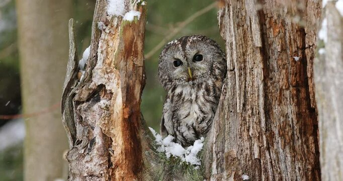 Owl in snowfall. Tawny owl, Strix aluco, perched on rotten oak stump. Beautiful brown owl in winter forest. Wildlife from European nature. Portrait of nocturnal bird of prey in natural habitat.