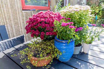 Background with beautiful autumn flowers asters