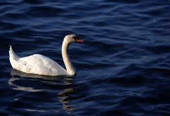 Graceful Swan Gliding on Calm Waters