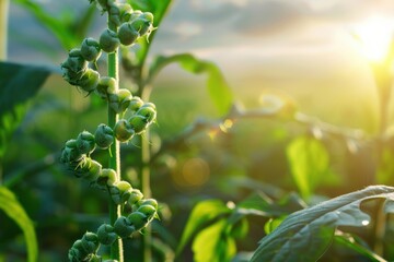 Futuristic GMO concept with advanced genetic modifications .in plants