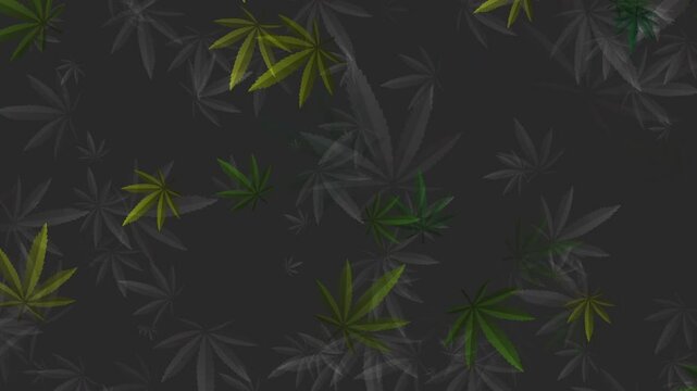 Loop animated pattern with marijuana leaves in dark green color. Abstract background.