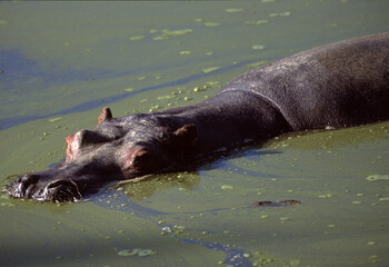 Fototapeta premium Hippopotamus Swimming in Green Waters
