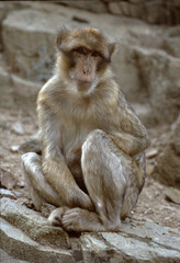 Thoughtful Monkey Sitting on Rocks