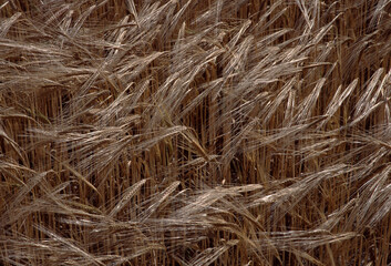 Golden Wheat Field in Gentle Breeze