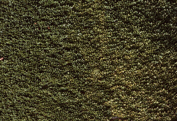 Lush Green Field Top View with Sunlight Highlights