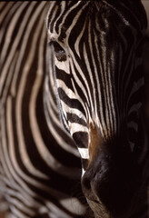 Close-Up of a Majestic Zebra in Natural Light