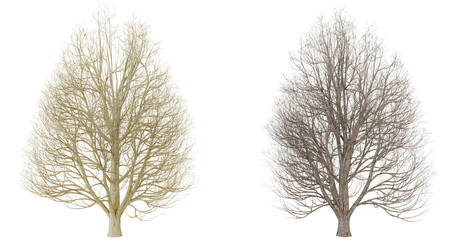 Fototapeta premium Two Dried Sea Fan Corals, Beige and Purple, Isolated on transparent Background