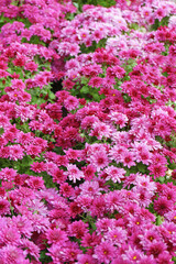 Obraz premium Fresh bright blooming pink chrysanthemums bushes planted in line in autumn garden