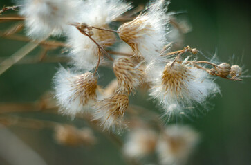 A delicate fluffy flowers for a beautiful screen saver wallpaper
