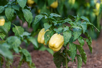 Fototapeta premium sweet yellow ripening peppers in the garden