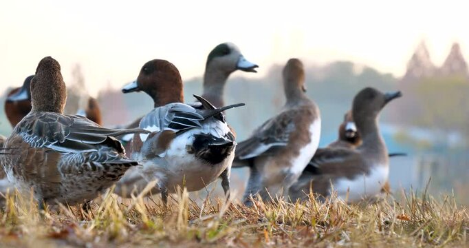 flock of  wigeon duck in a park