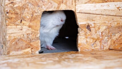 Obraz premium Guinea pig hidding in animal's house. Resting cavy. Pet shop. Little domestic rodent animal. Feels afraid. White color. Zoo life. The rest after eating. Breeding farm