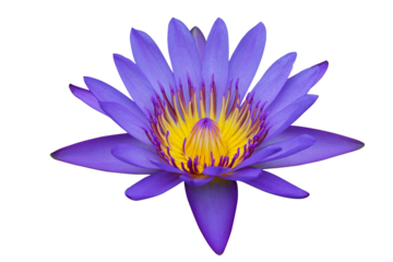 Purple Lotus flower isolated on transparent background png file