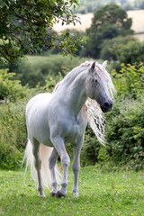 A majestic white horse stands gracefully in a lush green field.