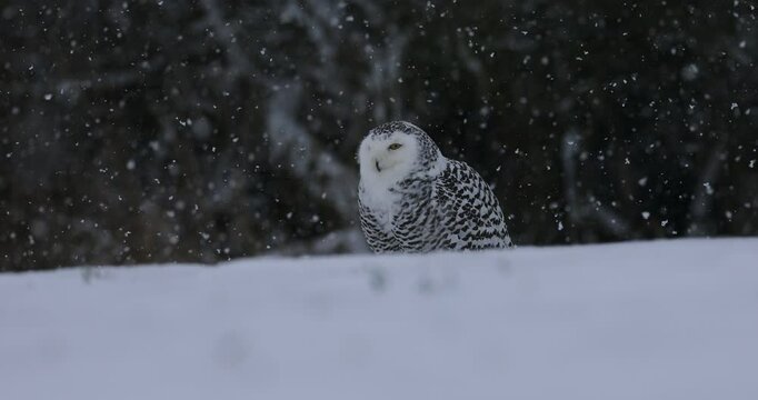 Snowy owl, Bubo scandiacus, perched in snow during heavy snowfall. Fluffy arctic owl shaking snow down from feather. Beautiful white polar bird with yellow eyes. Winter in wild nature habitat.