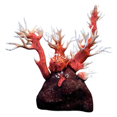 3D Rendering Octocorallia on White © photosvac