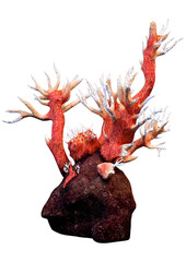 3D Rendering Octocorallia on White © photosvac