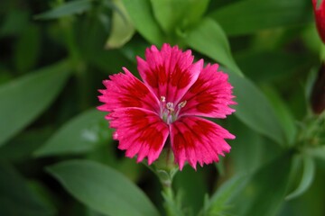 A vibrant pink flower with fringed petals surrounded by green foliage.