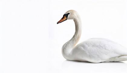 Trumpeter swan - cygnus buccinator - is heaviest living bird native to North America, it is also the largest extant species of waterfowl. Isolated on white background with copy space. Swimming